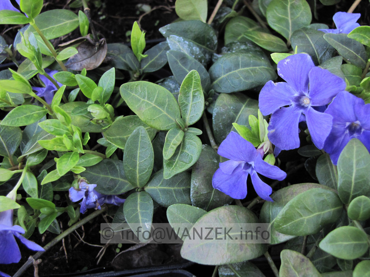 Vinca minor Flower Power.JPG